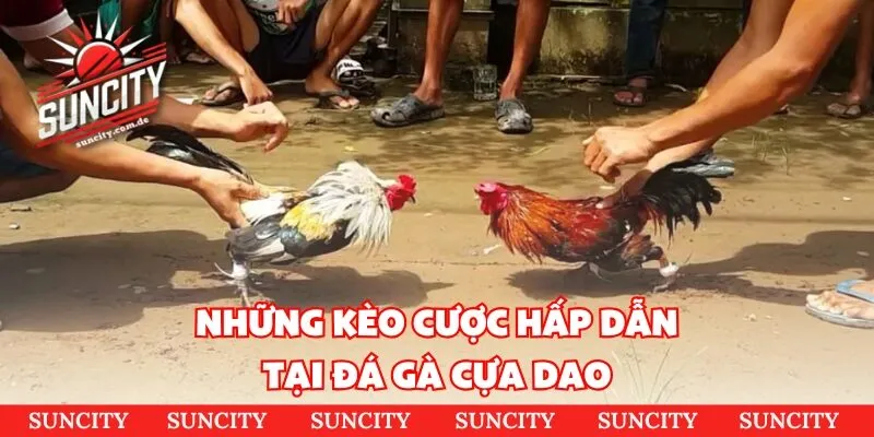 Những kèo cược hấp dẫn tại đá gà cựa dao 
