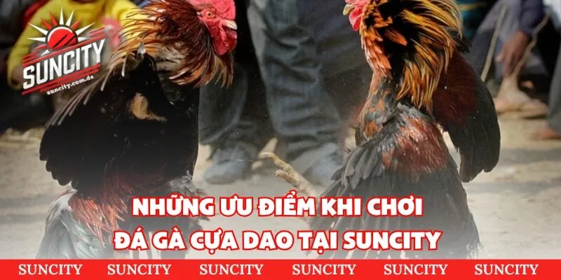 Những ưu điểm khi chơi đá gà cựa dao tại Suncity 