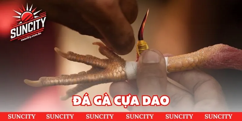 Đá gà cựa dao