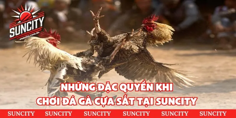 Những đặc quyền khi chơi đá gà cựa sắt tại Suncity 