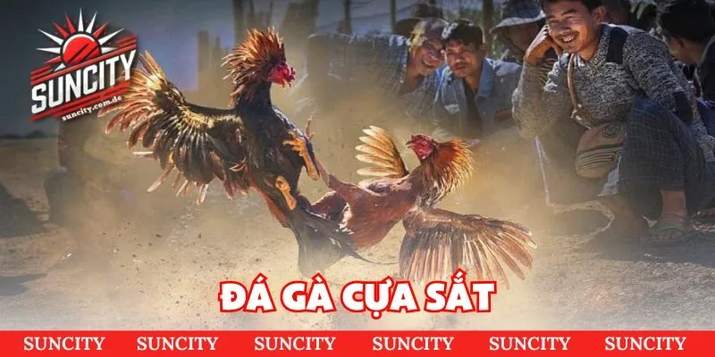 Đá gà cựa sắt