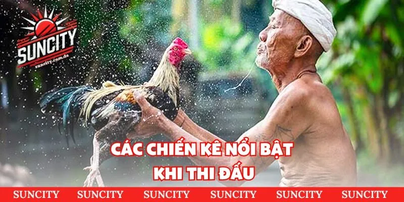 Các chiến kê nổi bật khi thi đấu