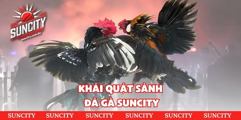 Khái quát sảnh đá gà Suncity