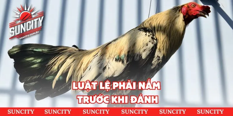 Luật lệ phải nắm trước khi đánh