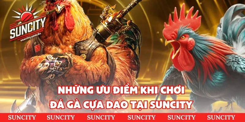 Những đặc điểm nổi bật khi tham gia đá gà Thomo tại Suncity 